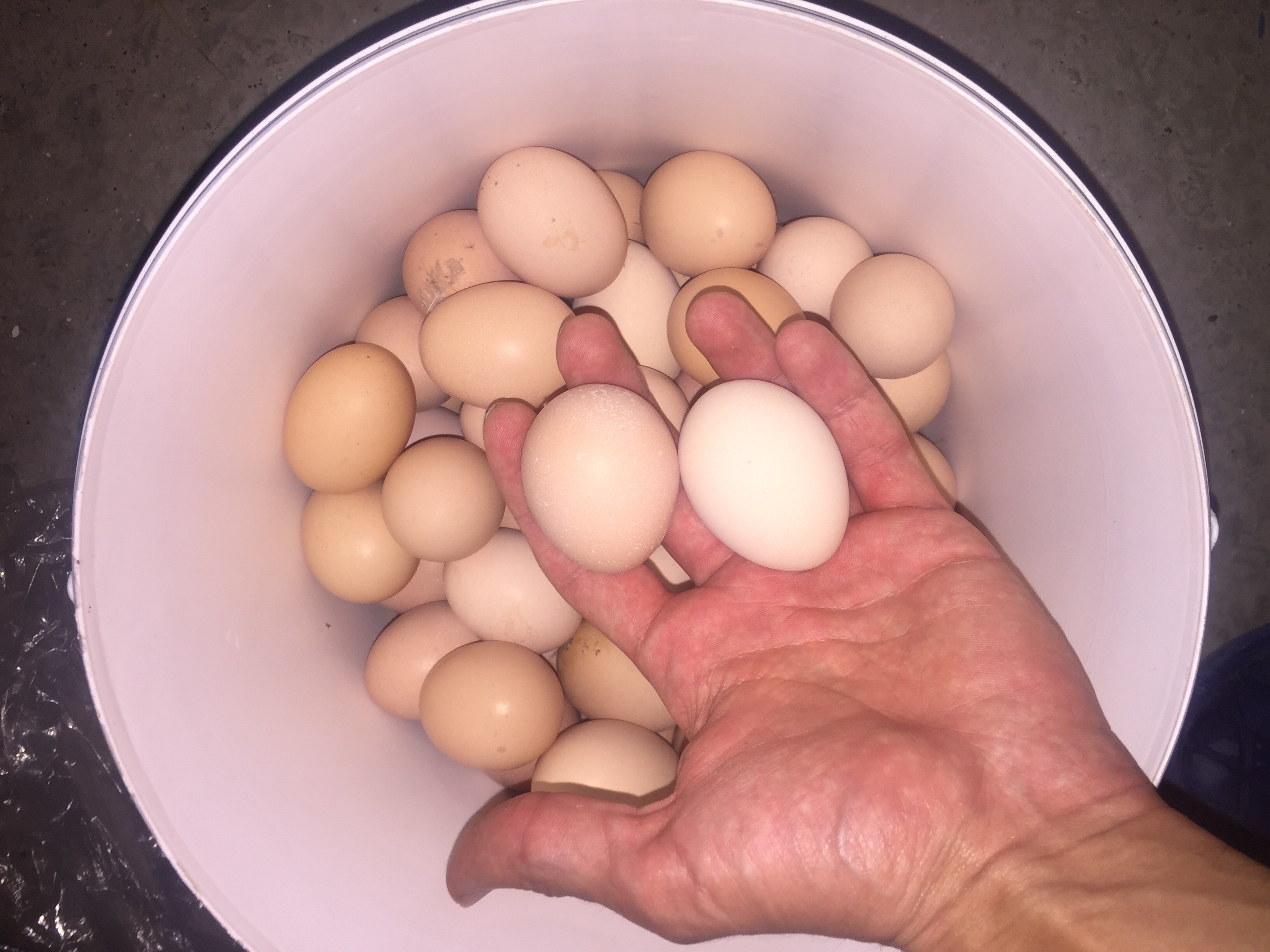 Размер яиц кур. Яйцо куриное. Домашние яйца. Яйцо домашнее куриное. Яички куриные.