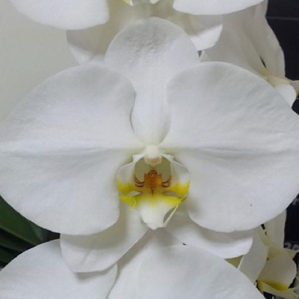 Сого юкидан орхидея фото описание сорта